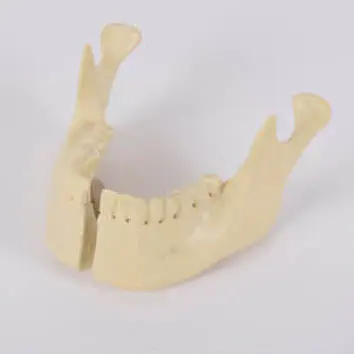 โมเดลกระดูกแมนนิเบิล (กระดูกขากรรไกร)  Mandible model 8955  SYNBONE AG