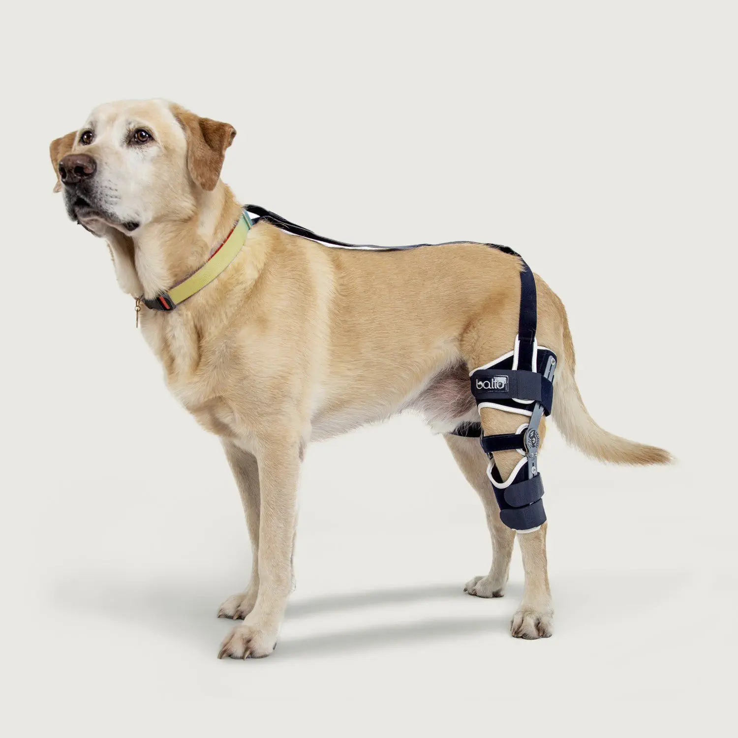 ชุดกายอุปกรณ์เสริมสำหรับสุนัข Dog veterinary orthosis Balto® Ligatek  KVP