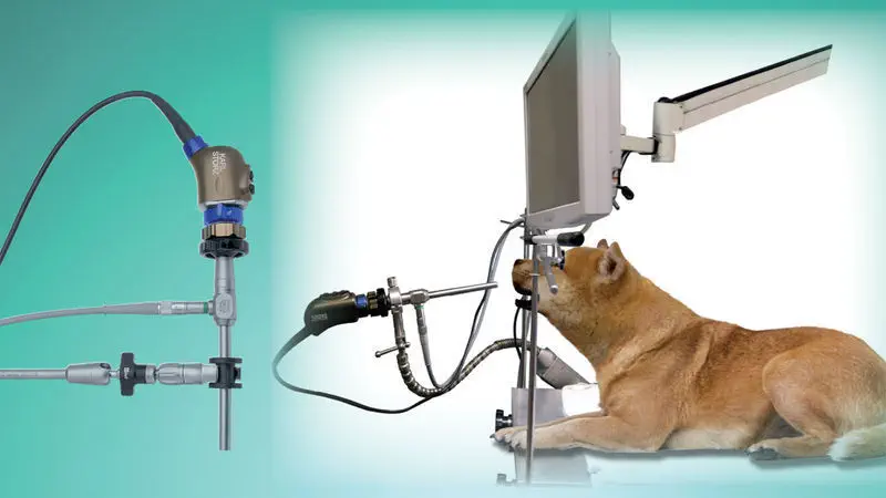 หัวกล้องรับสัญญาณภาพสำหรับส่องตรวจและผ่าตัดสำหรับสัตว์ Open surgery camera head VITOM® 25  KARL STORZ