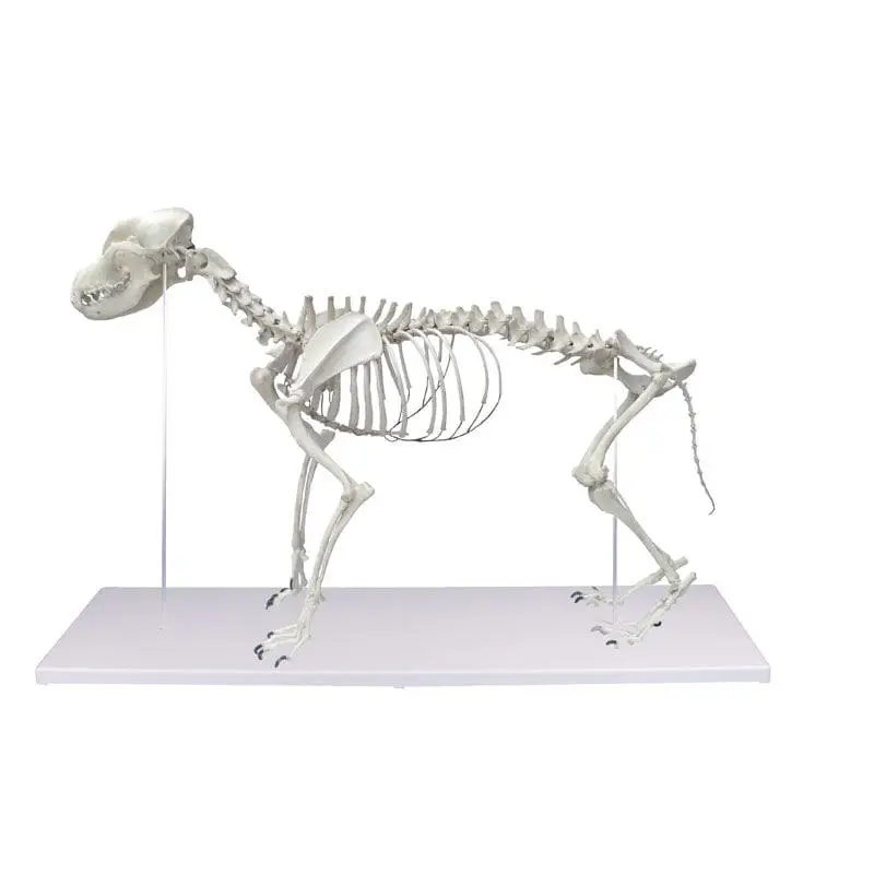 โมเดลกระดูกสุนัข Skeleton model VET1700  Erler-Zimmer