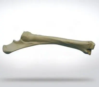 โมเดลกระดูก Radius สัตว์ Radius anatomical model 0110  SYNBONE