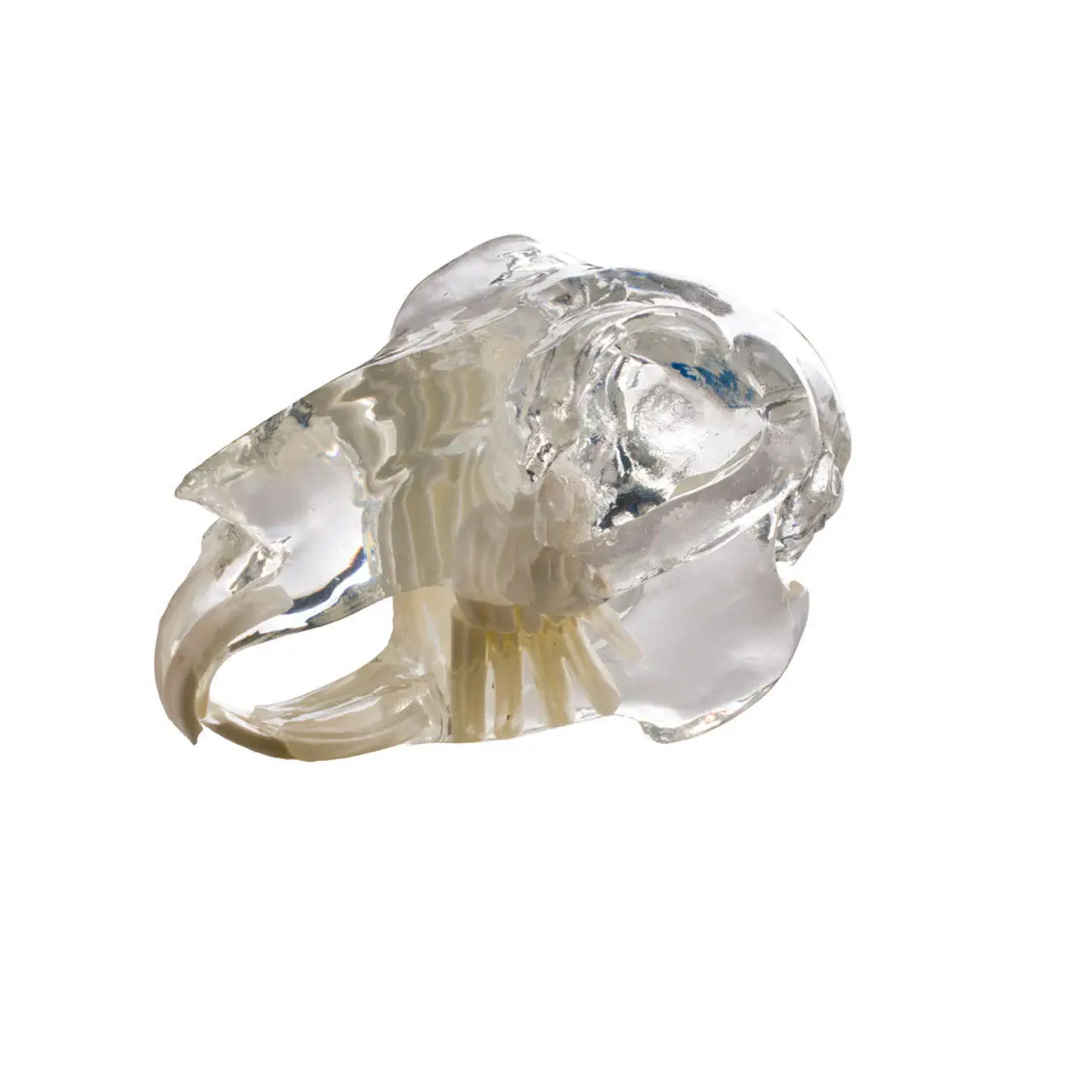 โมเดลกะโหลกสัตว์ Skull model D1070  iM3